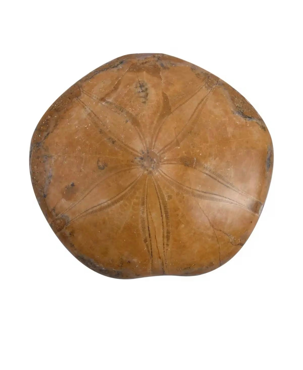 Starfish Fossil