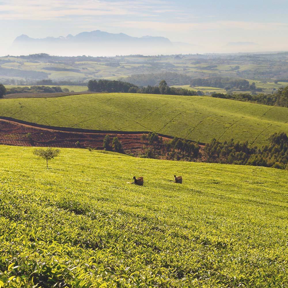 Rare Tea Company