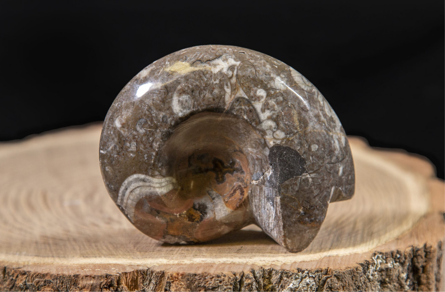 Fossil Ammonite