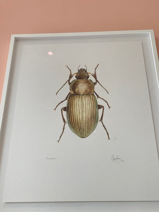 Eloin Rivera Framed Beetle Piece