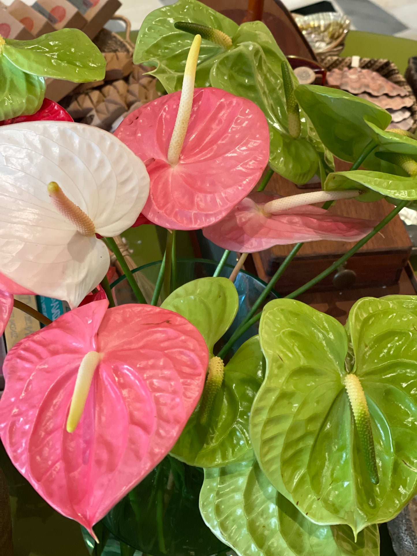 Anthurium